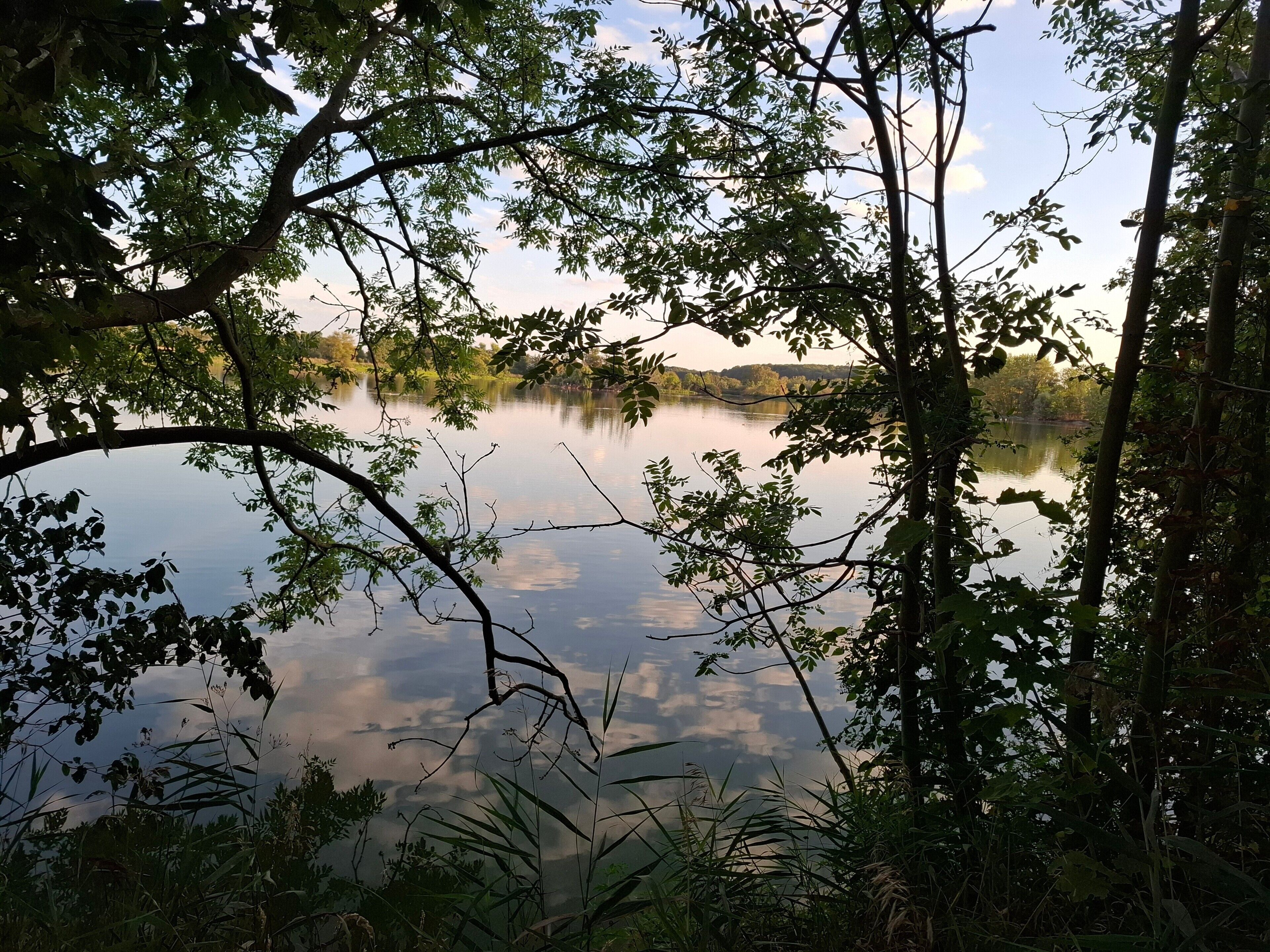Ein ruhiger See, umgeben von dichtem Grün.