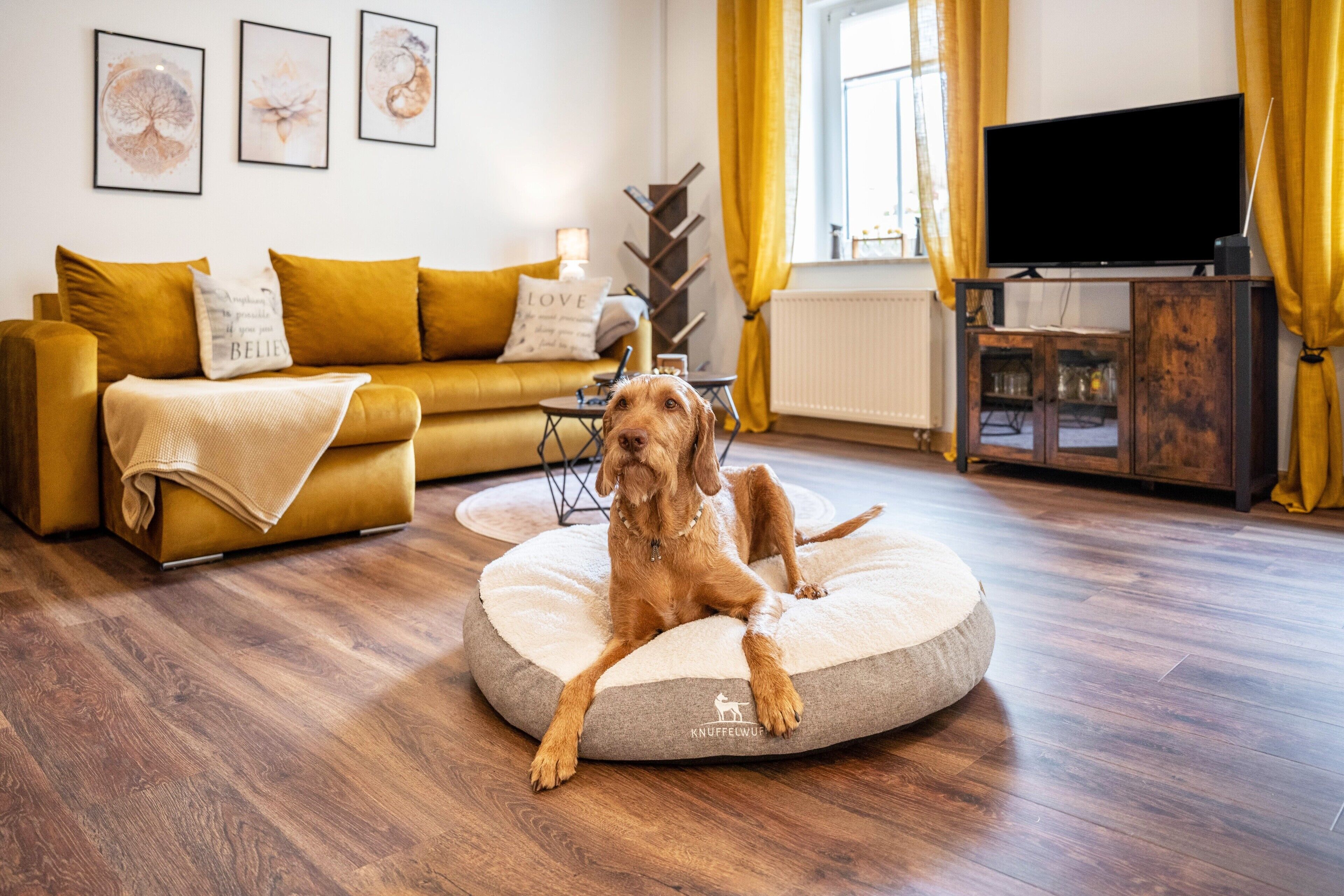Een hond op een rond dierenbed in een woonkamer met een bank, een televisie en kunst aan de muur.