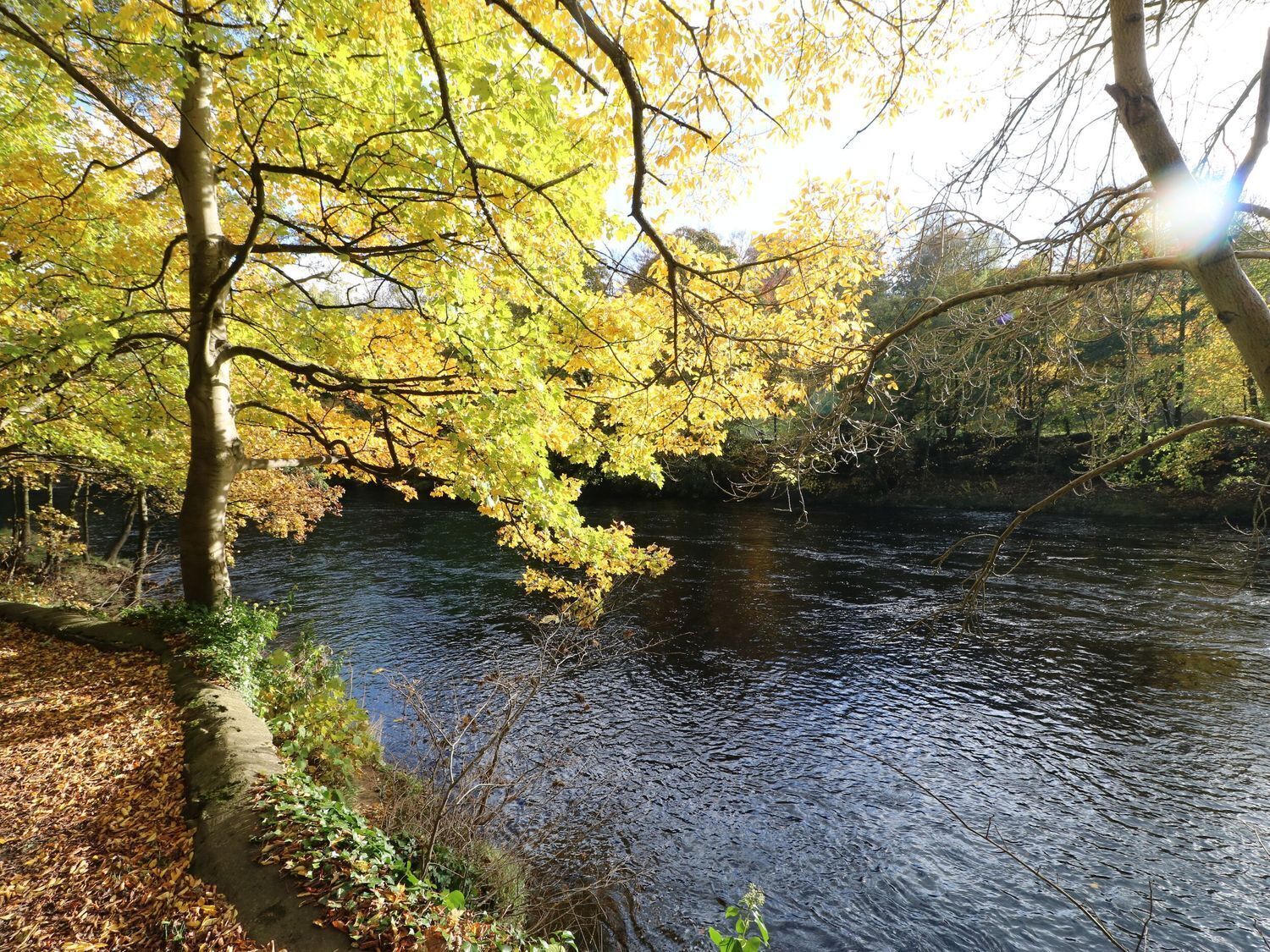 A river with trees on the banks, some leaves have fallen.