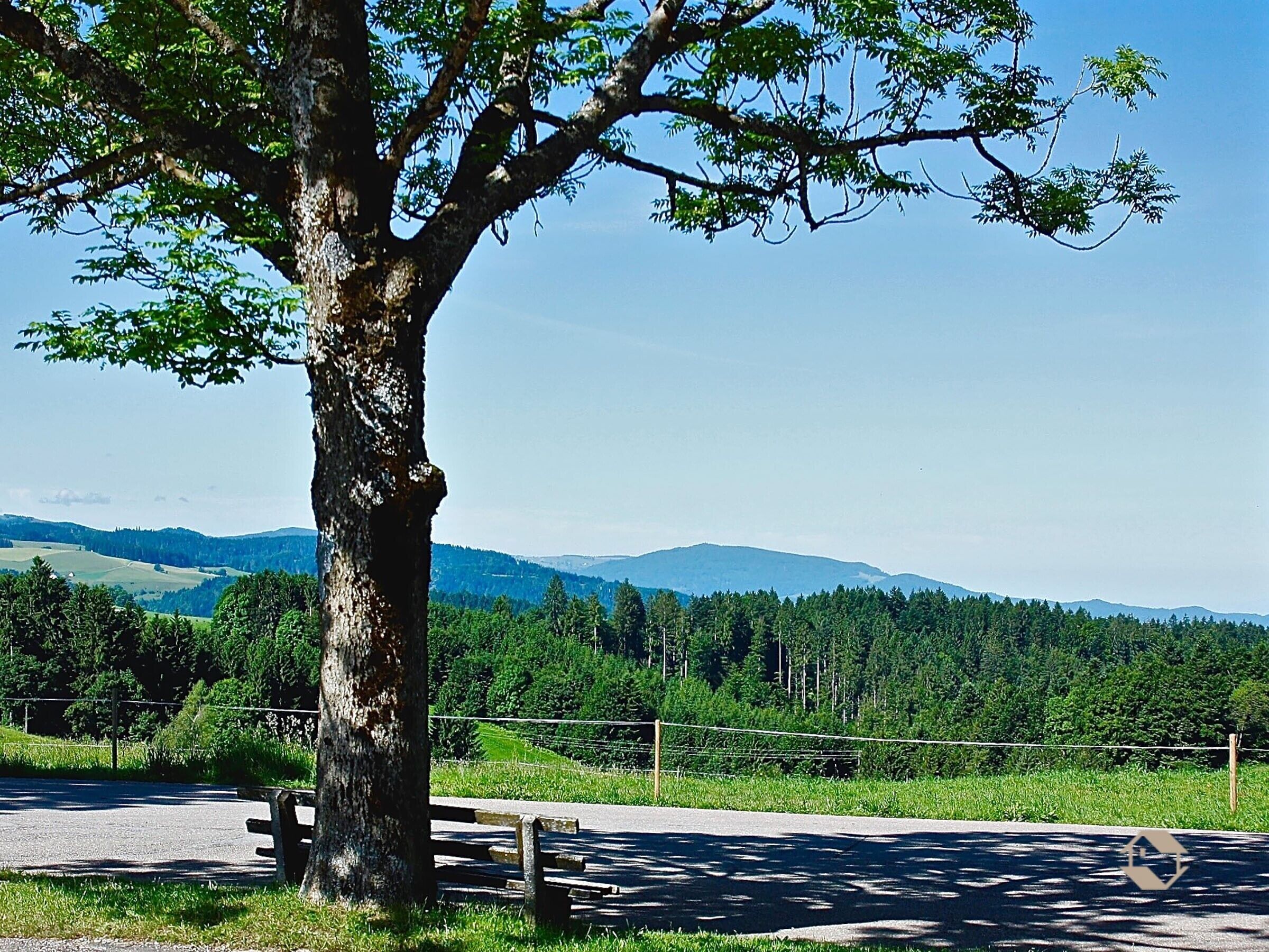 Une route bordée d’arbres, avec un banc et une clôture.