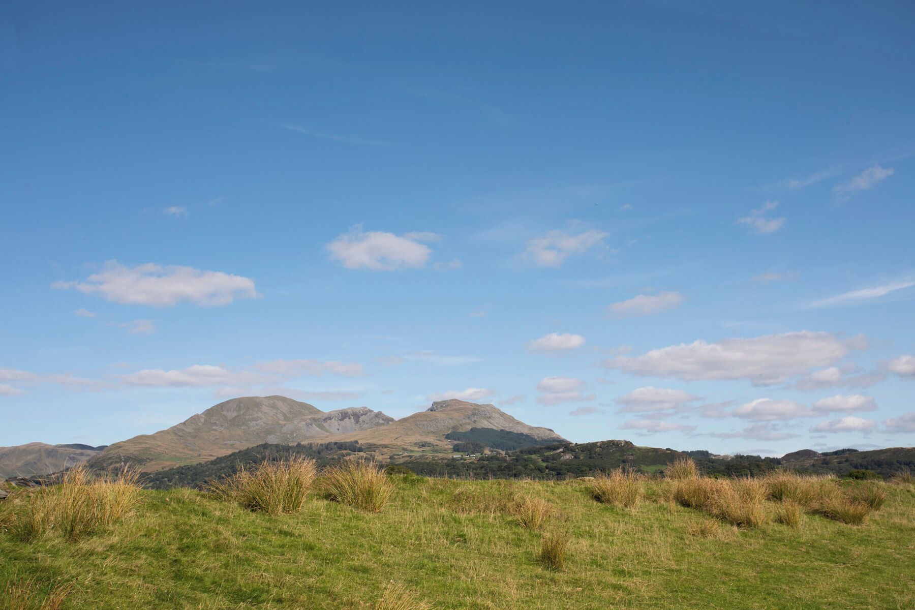 A grassy field with a mountain in the background.