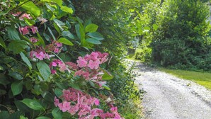 Ein Kiesweg, umgeben von üppigem Grün und rosafarbenen Blüten.