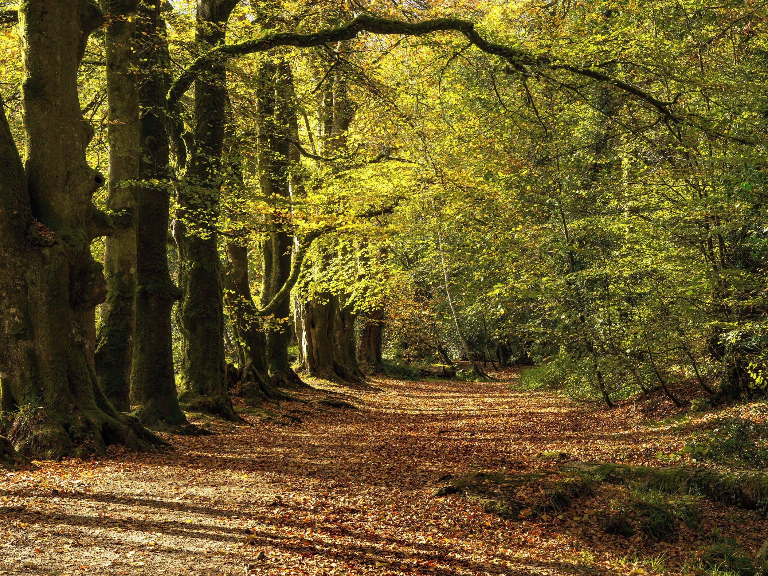A forest path with trees on either side.