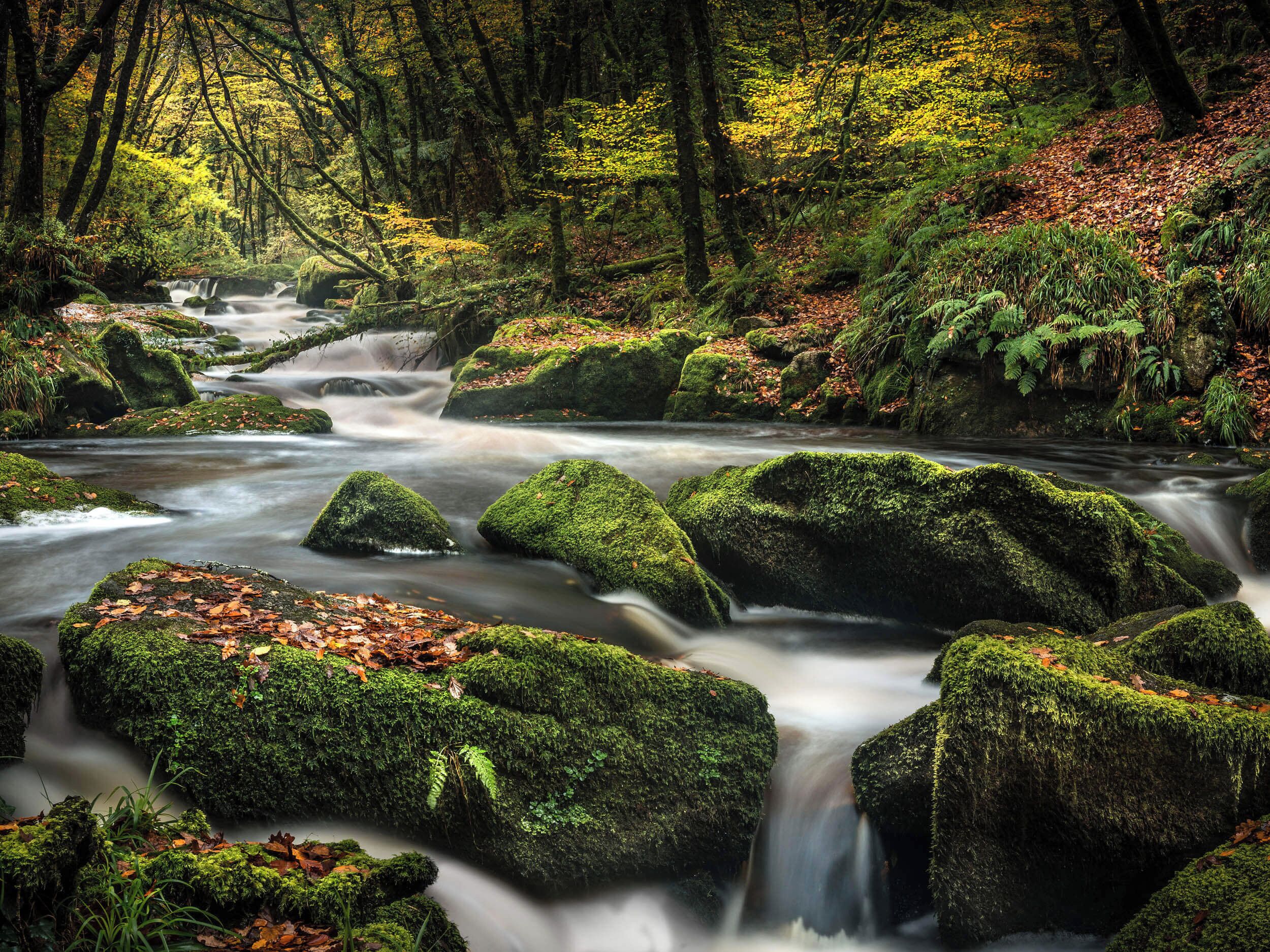 A forest stream with moss-covered rocks and ferns.