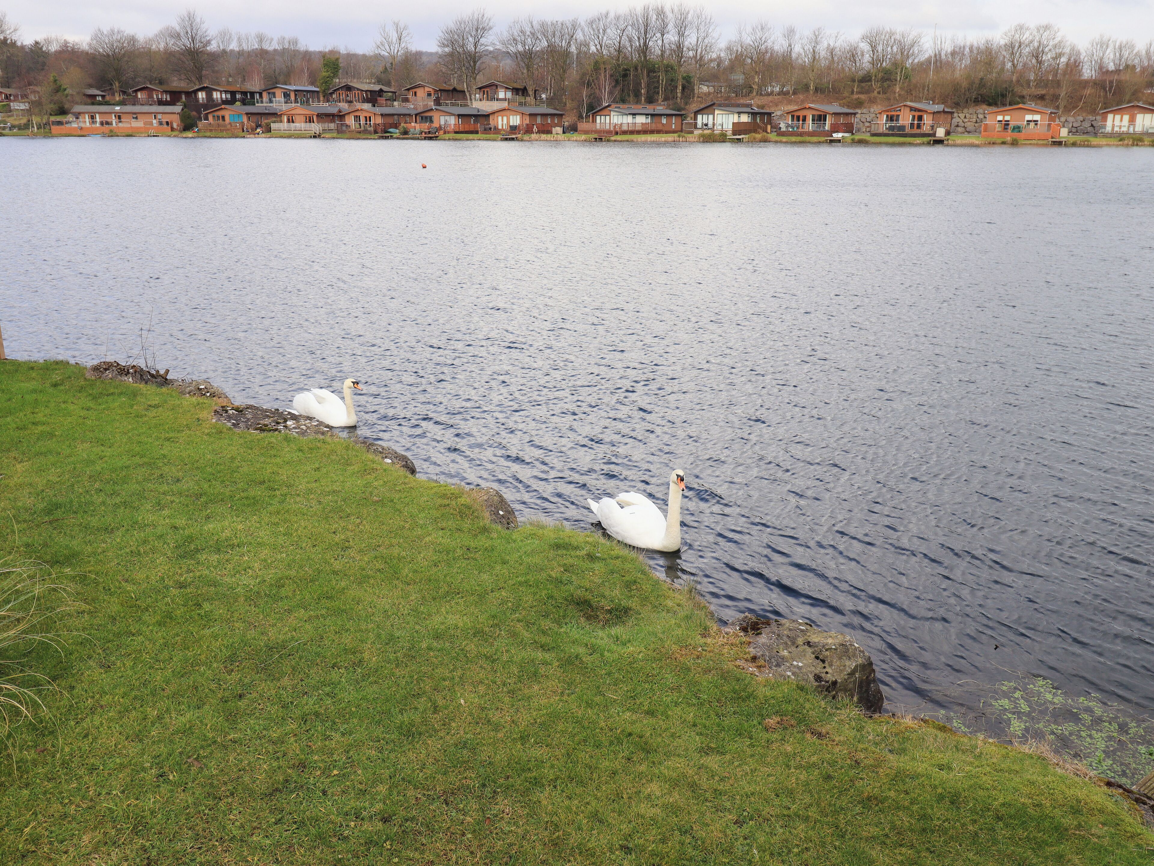 A lake with two swans on the shore and a row of cabins in the background.