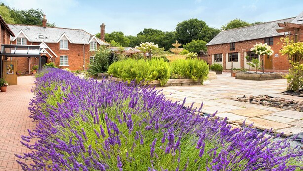 A courtyard with lavender plants, brick buildings, and a fountain. - Mill Cottage (Exeter)