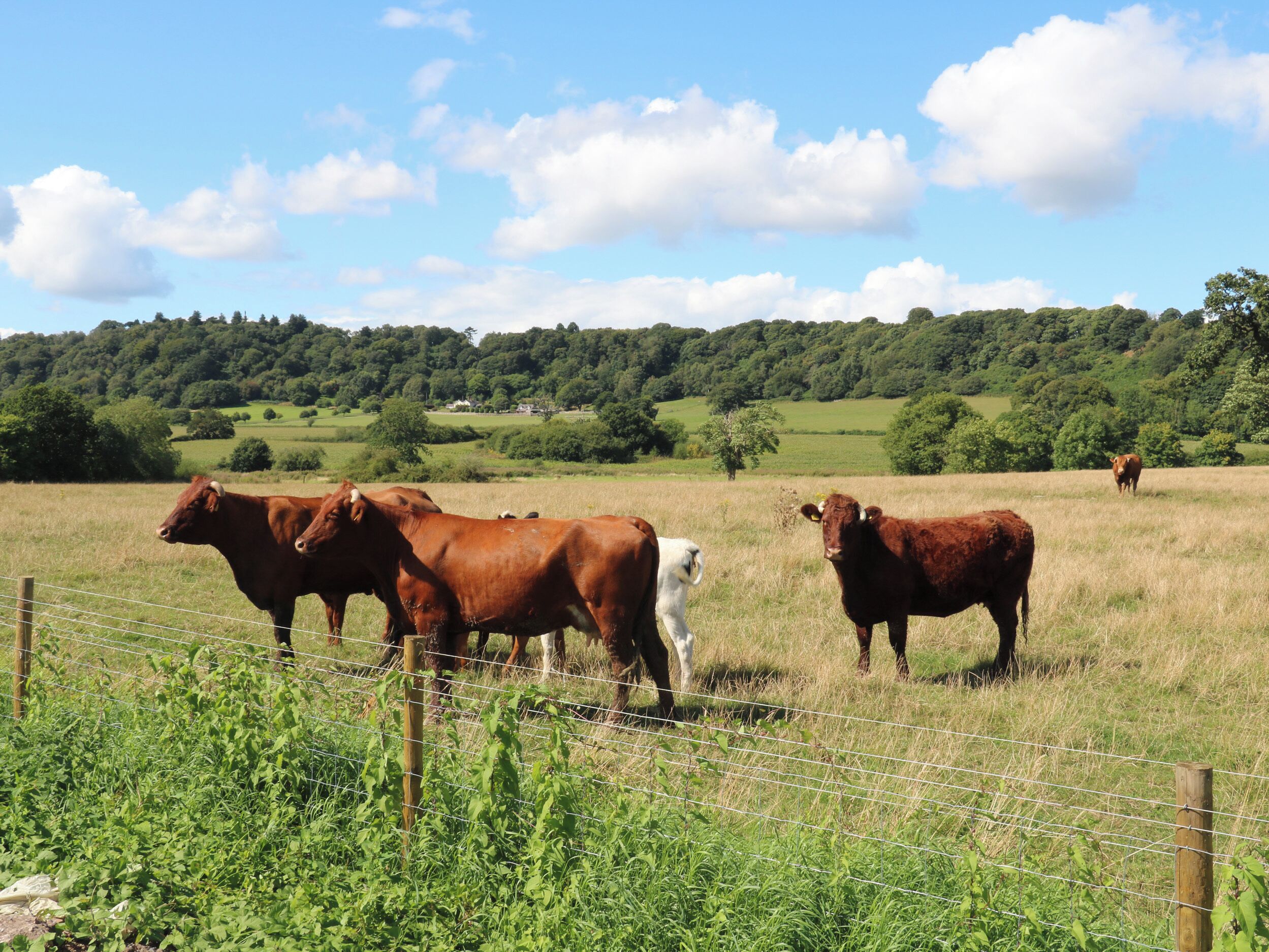 A fenced pasture with several cows.
