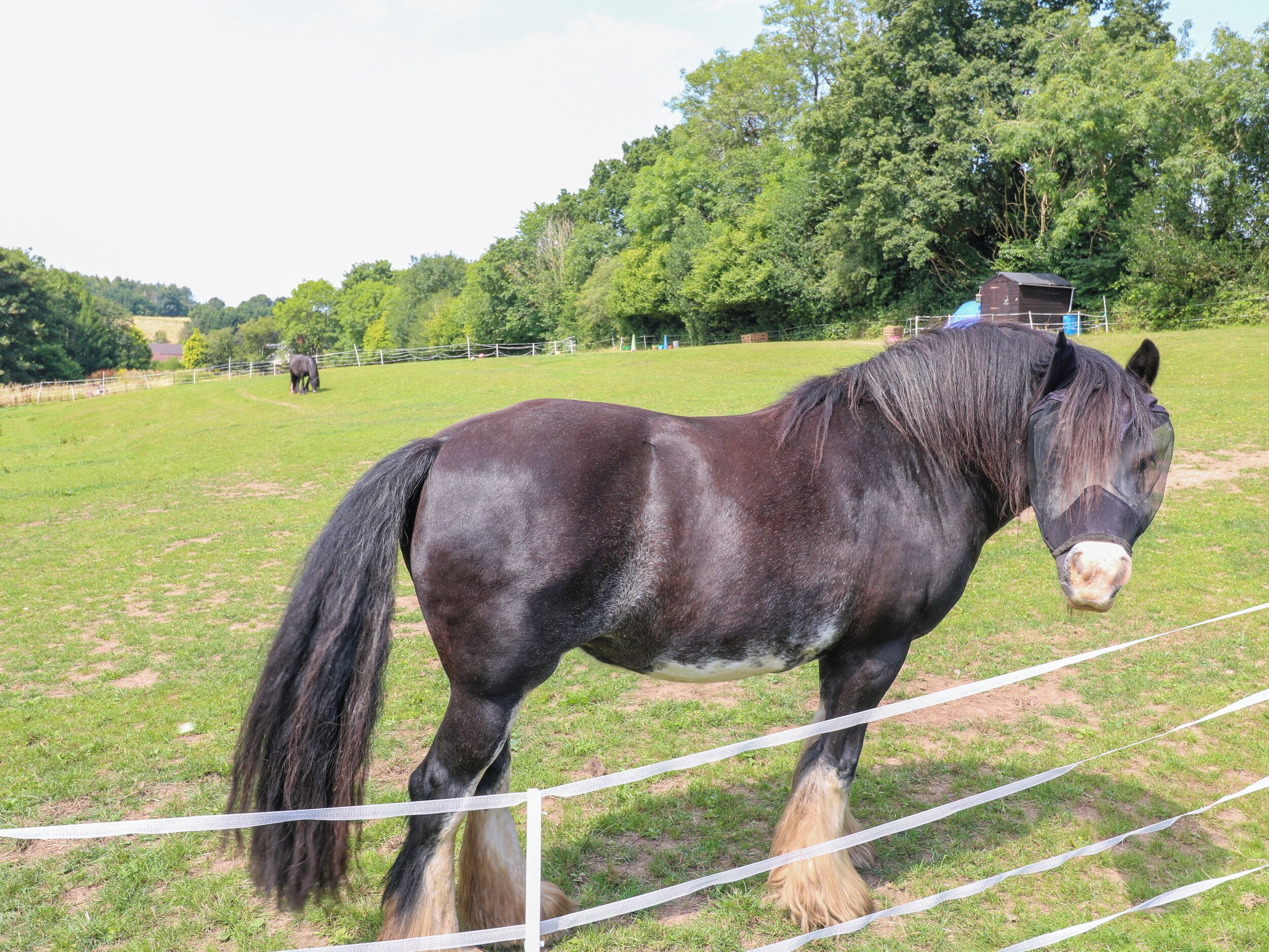 Un abri à chevaux avec un cheval à l’intérieur, entouré d’une zone délimitée par une clôture et avec des arbres en arrière-plan.