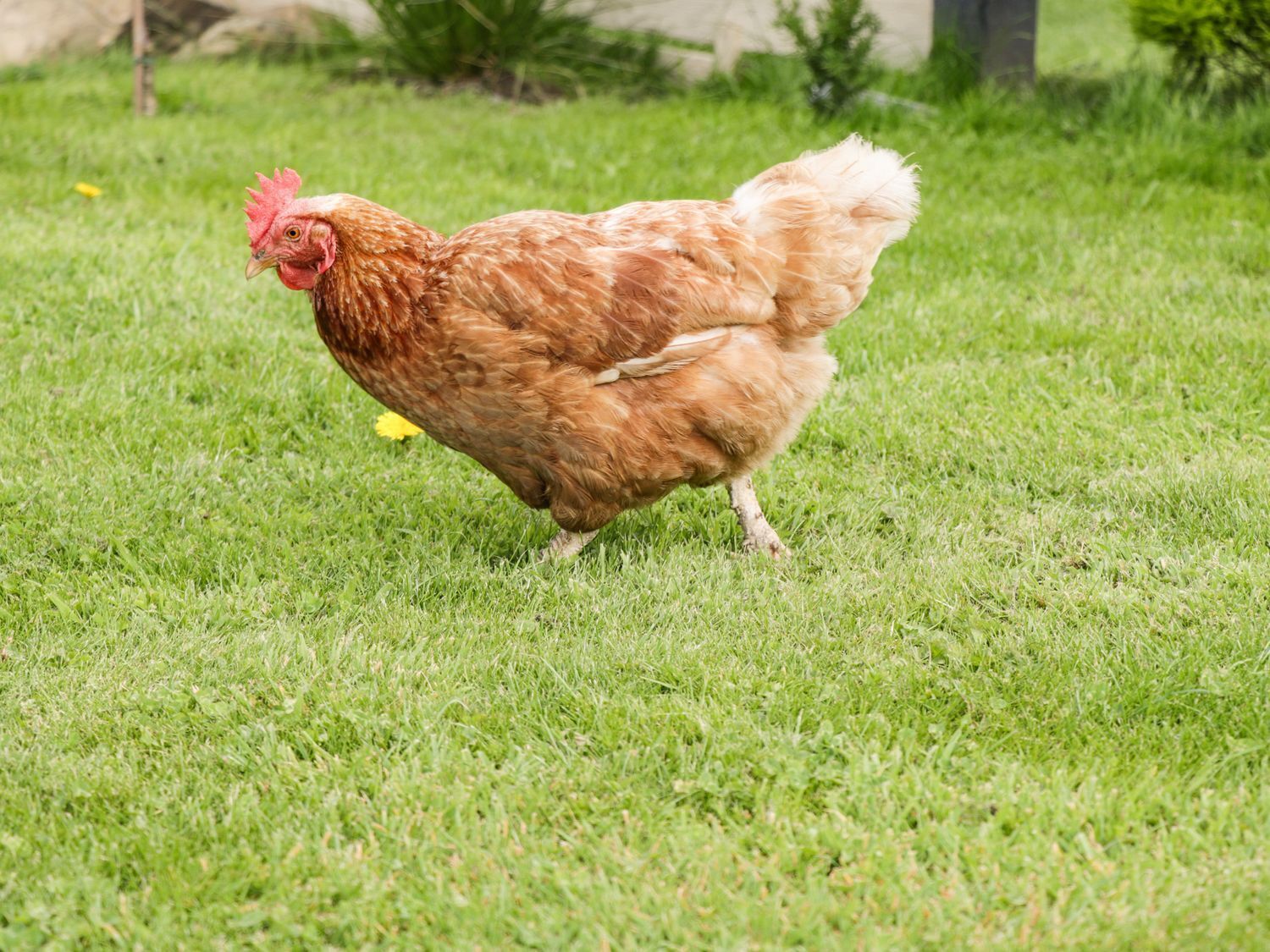 Un pollo caminando sobre un césped.