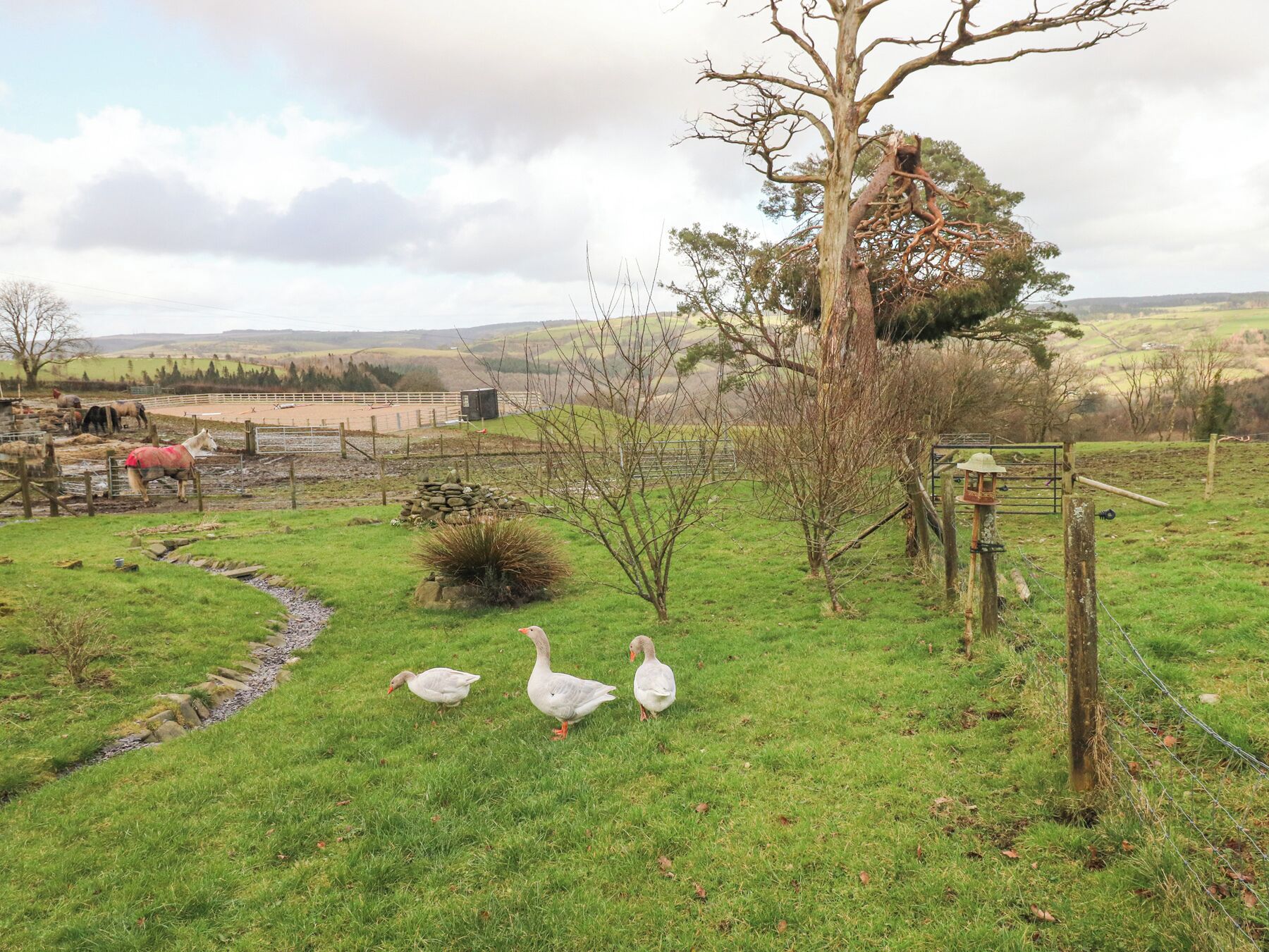 A rural landscape with a fenced area containing horses and geese.