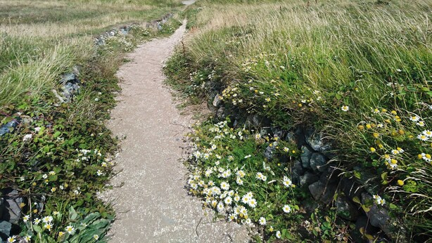 A narrow, unpaved path leading through a grassy area with wildflowers, flanked by rocks and a distant monument. - Caeau Gwynion Farm (Llanfairpwllgwyngyll)