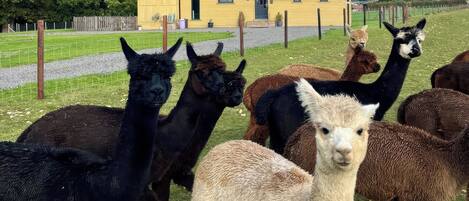 Um grupo de alpacas em um campo gramado com um edifício amarelo ao fundo.