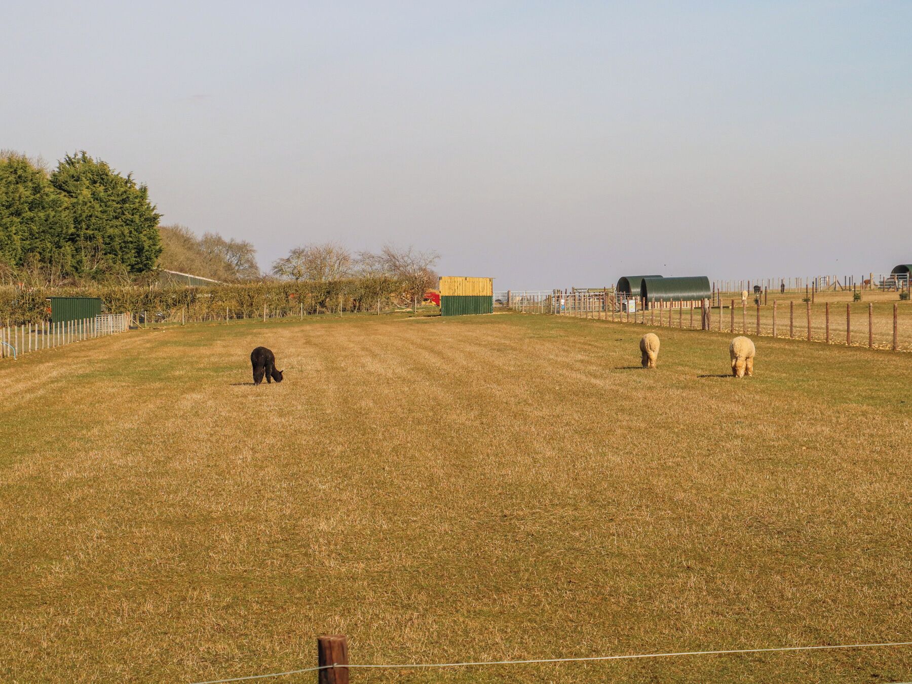 A fenced outdoor area with a grassy field, a green building, and a yellow structure.