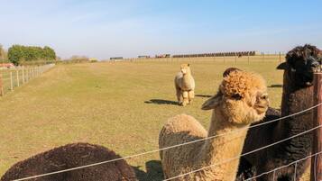 A fenced outdoor area with alpacas.