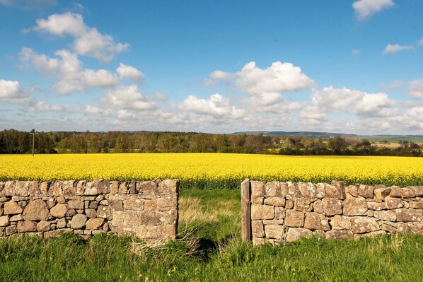 Paisaje rural con un campo de flores amarillas, un muro de piedra y un cielo azul despejado.