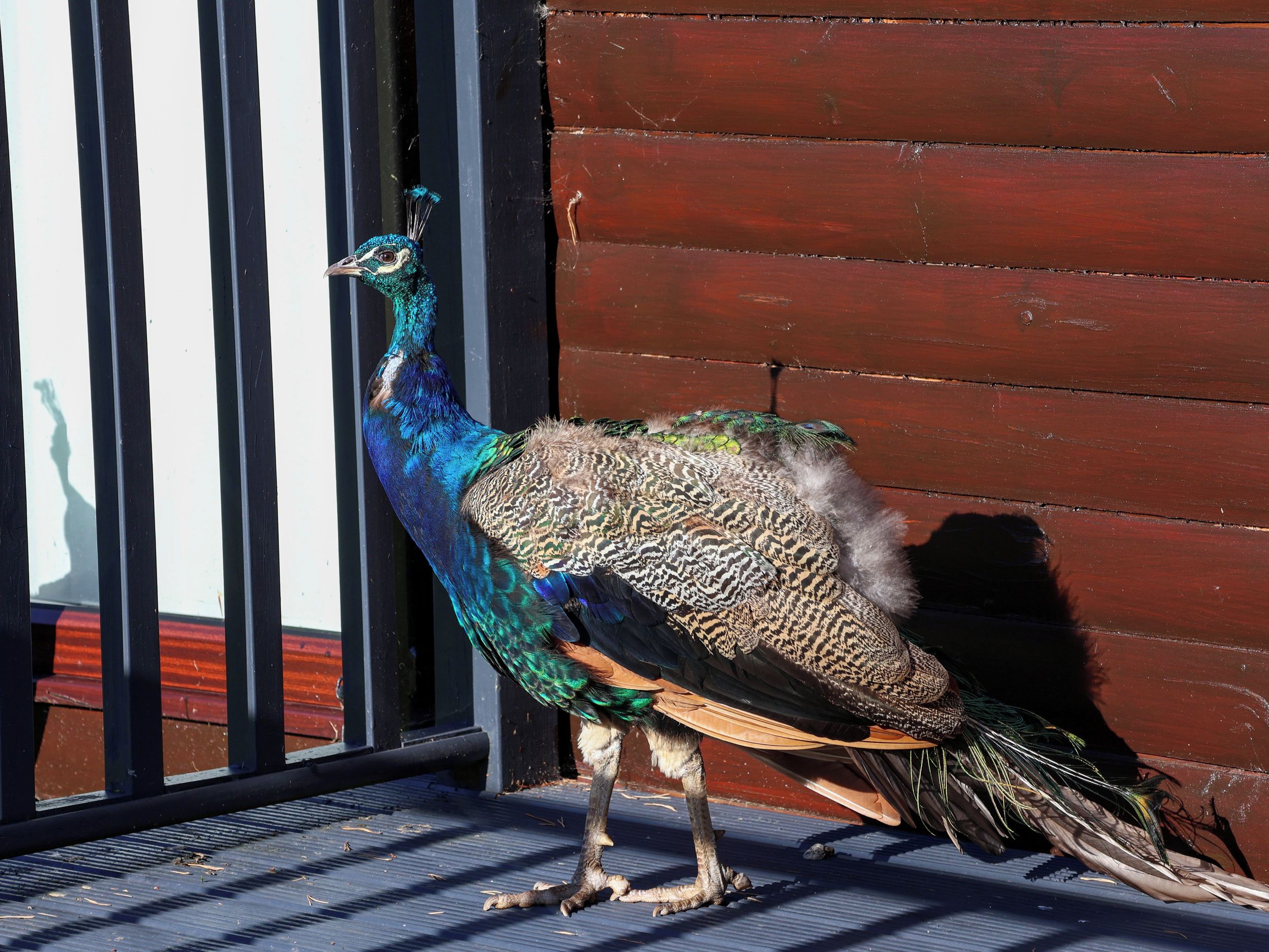 A peacock standing on a wooden deck with a metal railing.