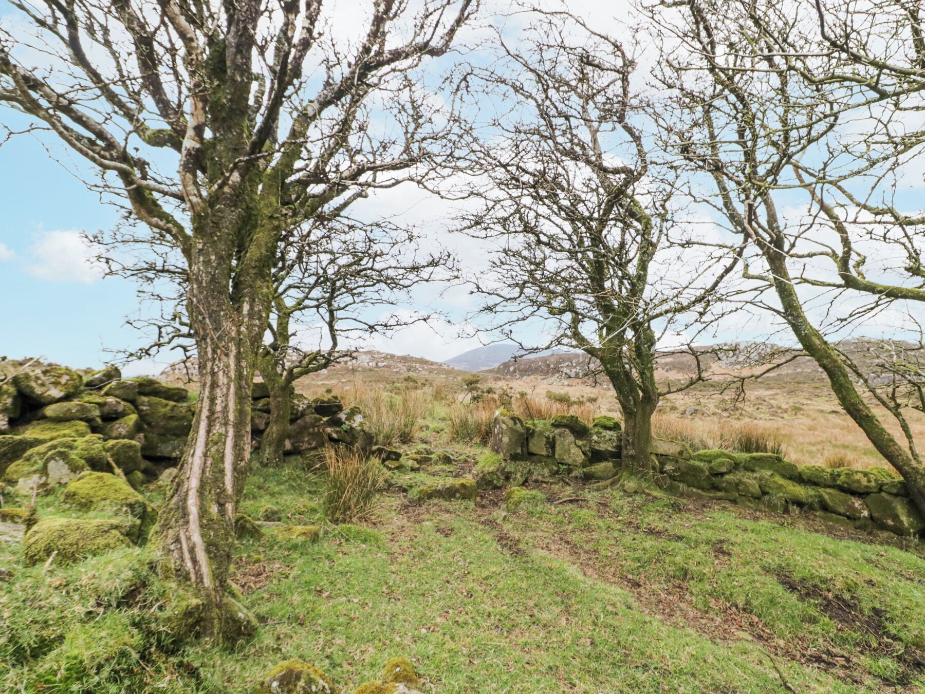 A natural landscape with trees, grass, and a stone wall.