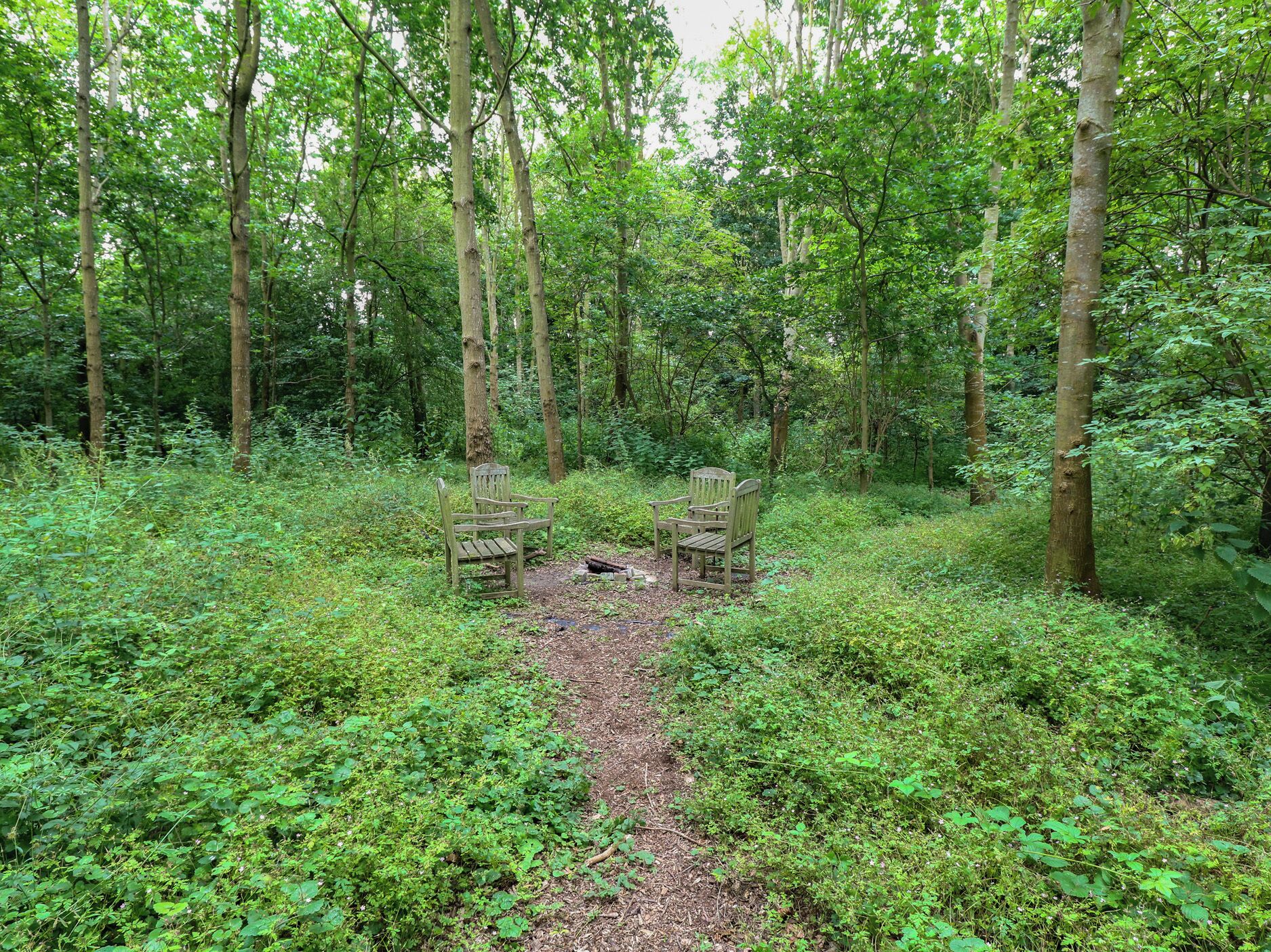 A forested area with a dirt path leading to two wooden chairs.