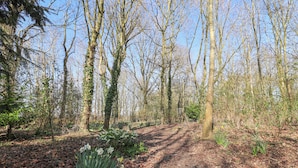 A forested area with a dirt path, trees, and some greenery. - Woodlands Retreat Shepherd's Hut (Woodbridge)