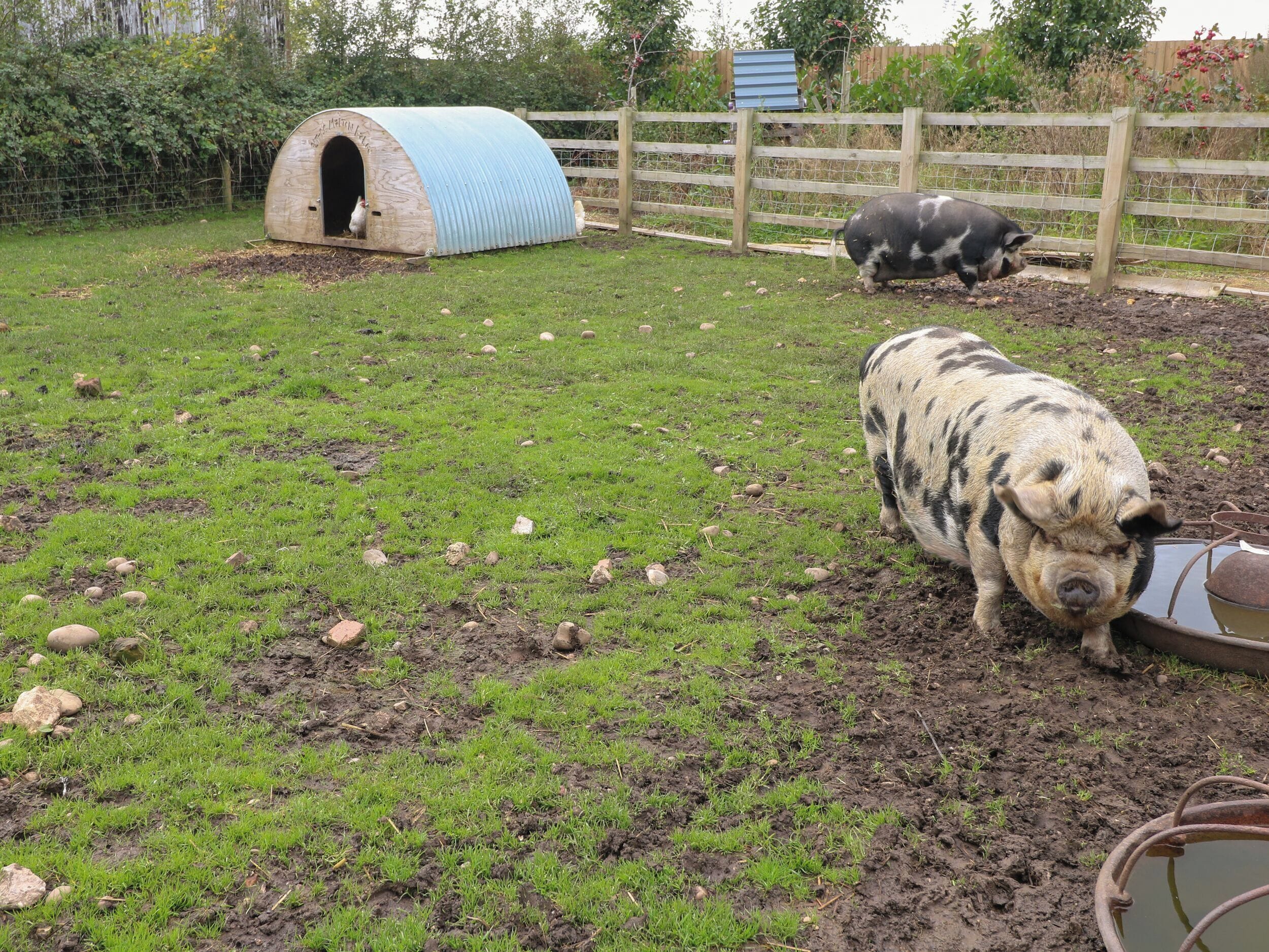 A pig in a muddy enclosure with a blue and wooden shelter, a wooden fence, and scattered rocks.
