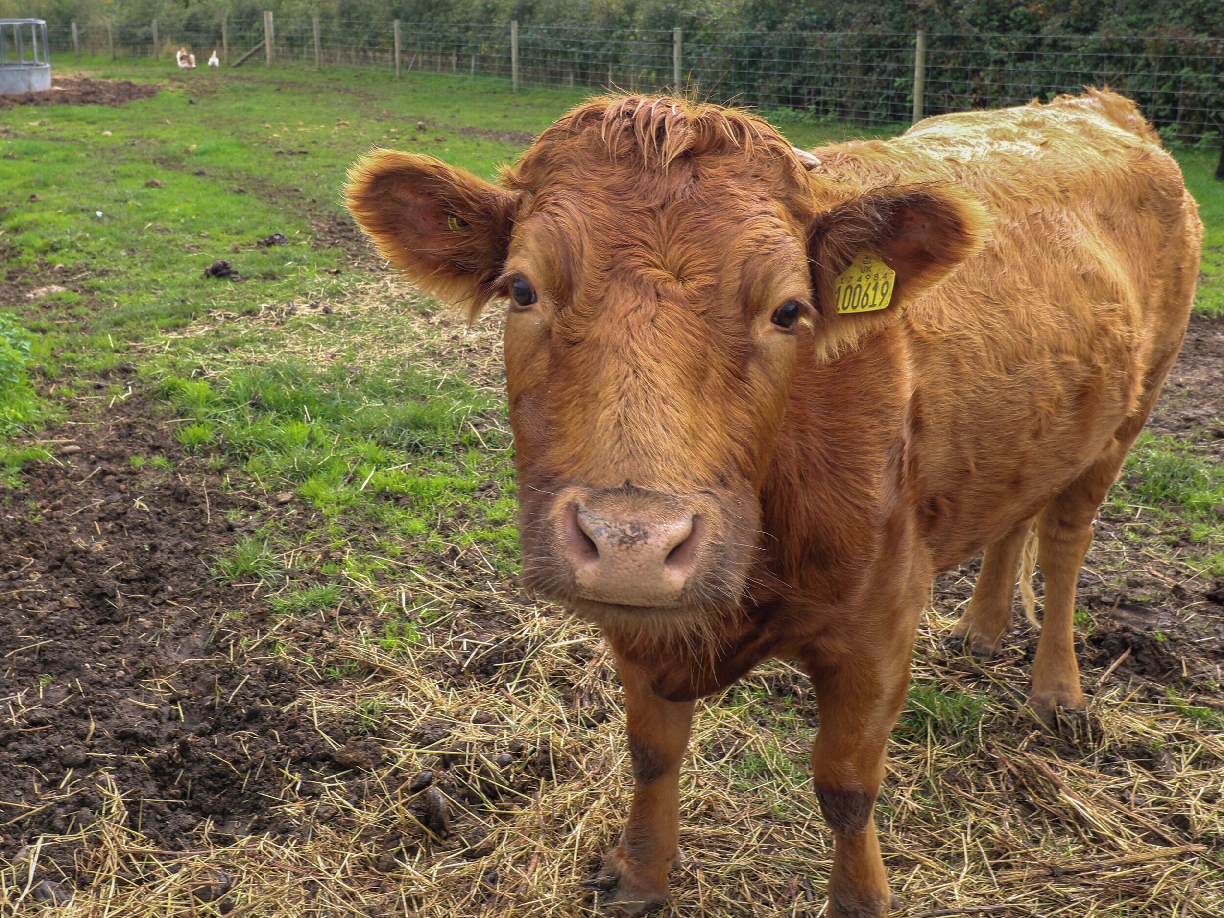 Una vaca de pie en un campo con una cerca al fondo.