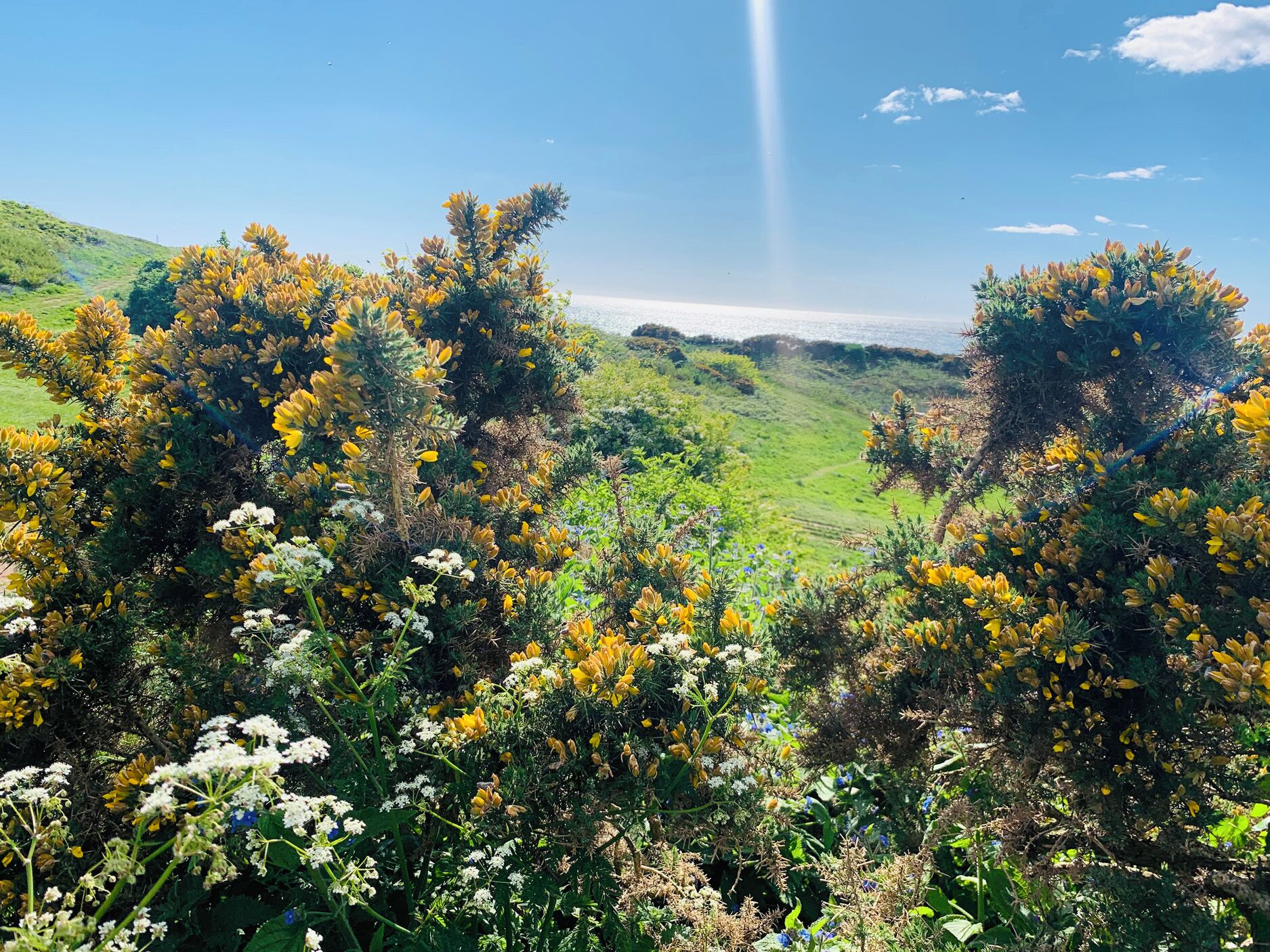 A lush green landscape with a variety of flowering plants and trees.