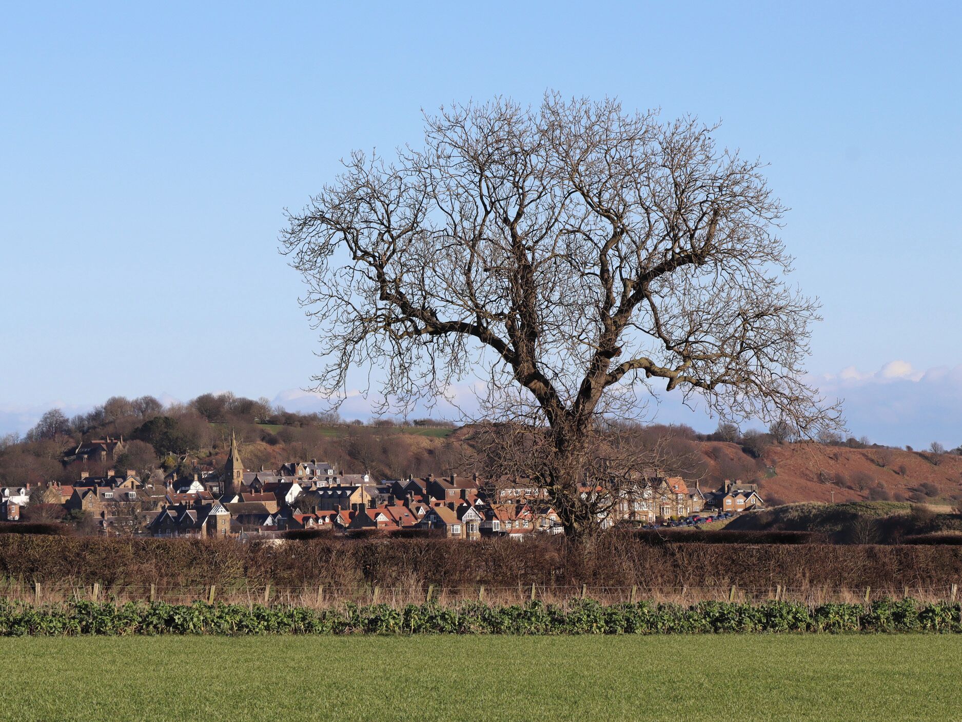 A large tree in a rural setting with a village in the background.