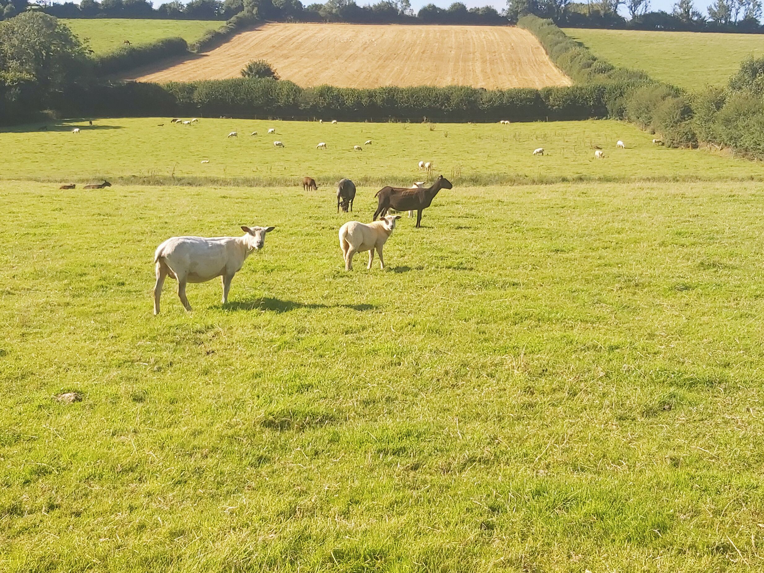 A grassy field with several animals grazing.