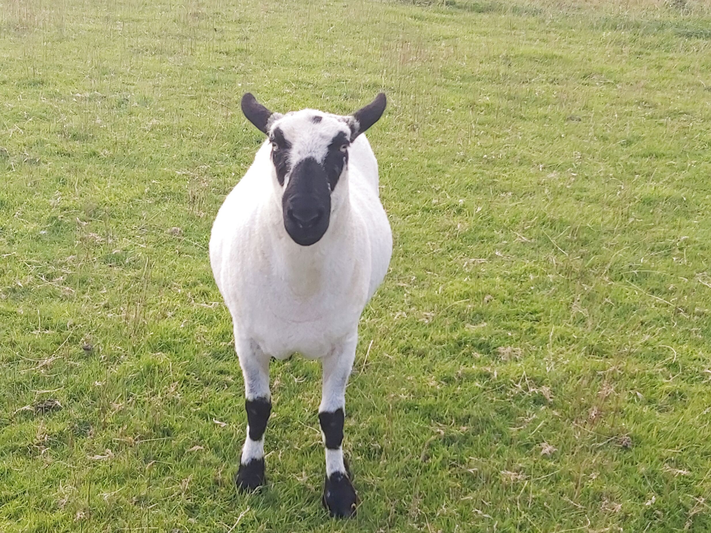 Un mouton blanc avec des taches noires dans un champ d’herbe.