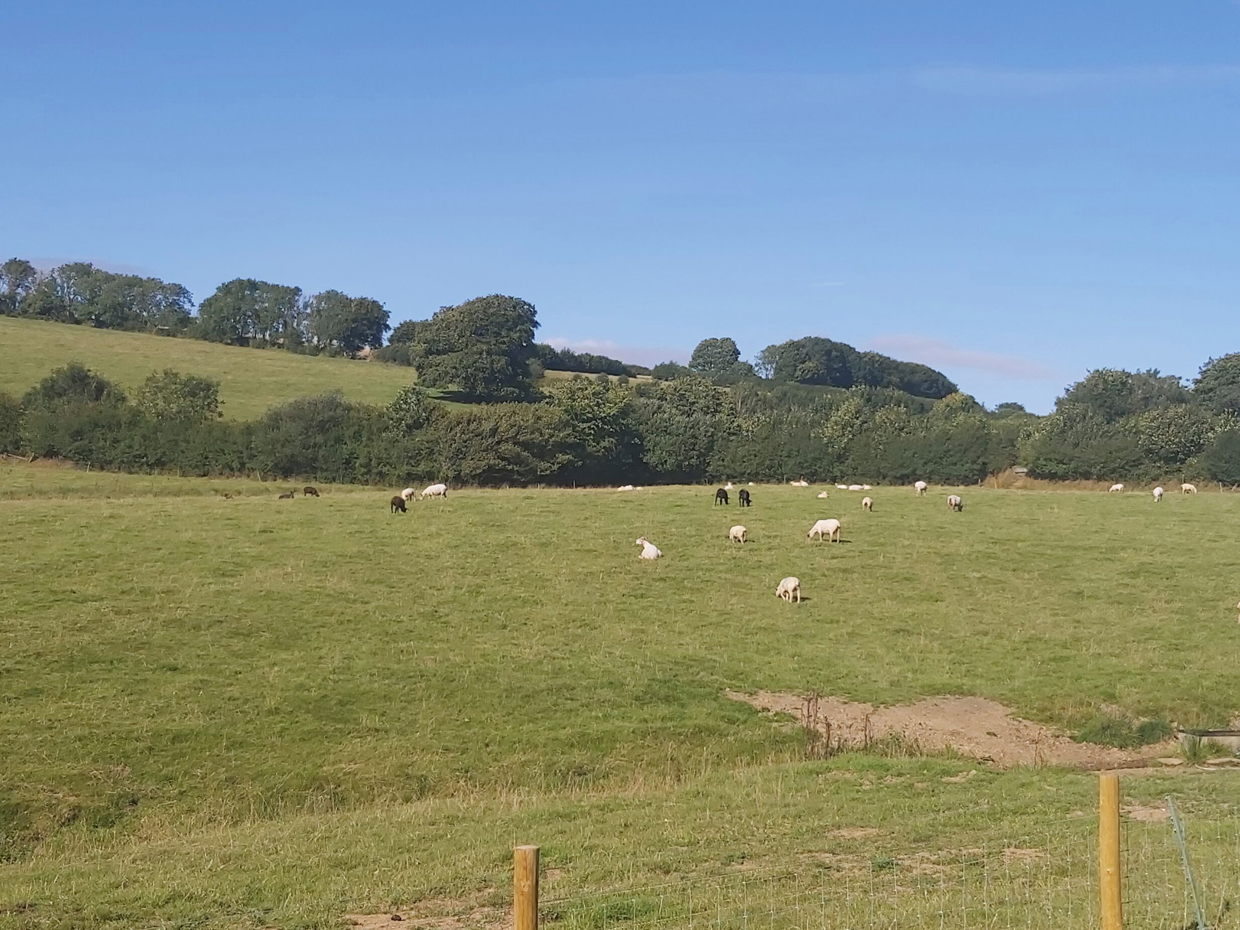 A grassy field with a fence and trees in the background.