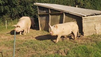 Two pigs in a fenced area with a wooden shelter.