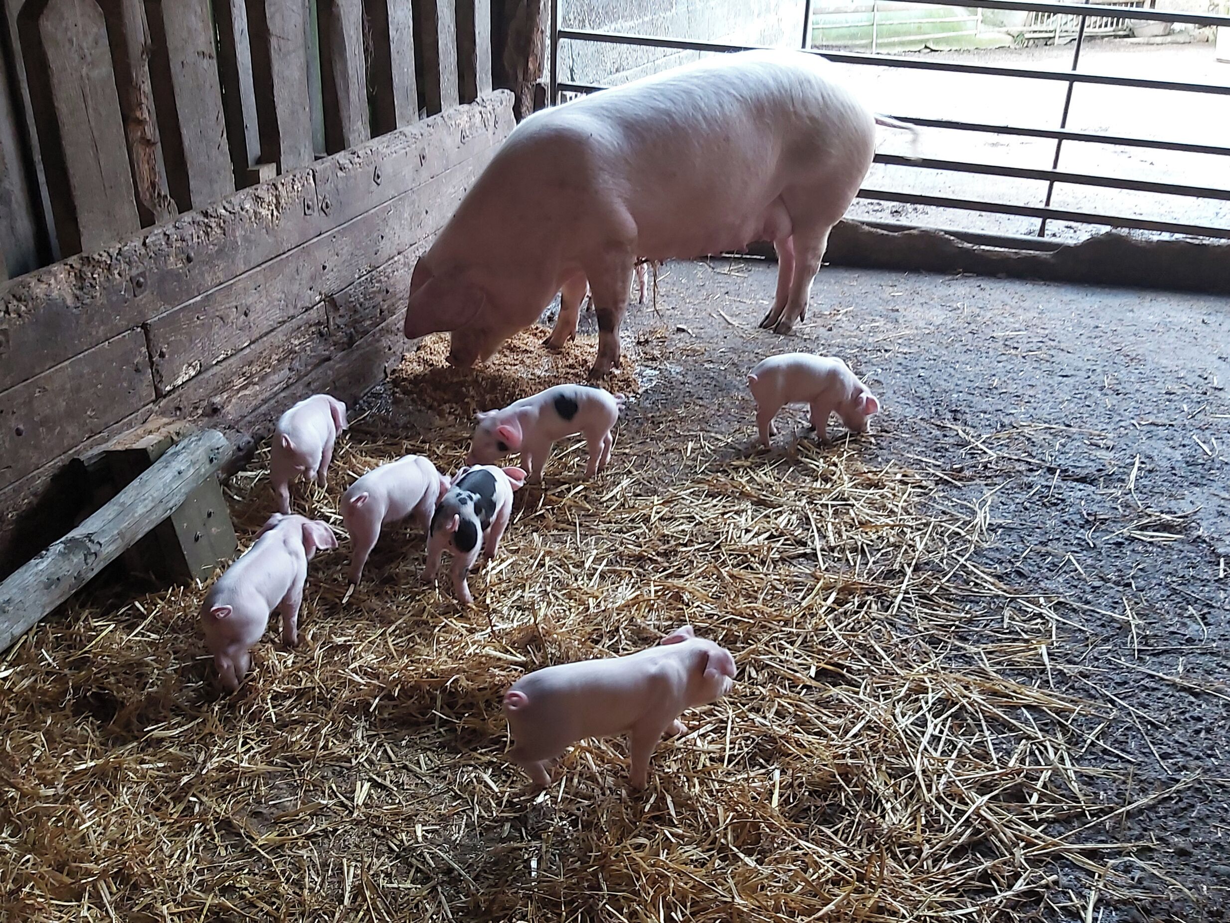 Una granja de cerdos con un cerdo grande y varios lechones alimentándose de paja.