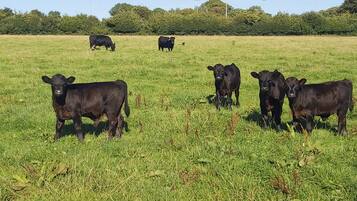 Un champ herbeux où plusieurs vaches paissent.