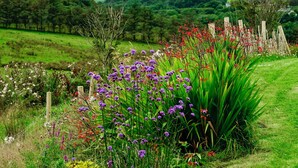 Un jardín exuberante con diversas flores y una valla de madera.