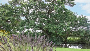 A garden with a large tree, a body of water, and lavender plants. - Ascot (Wrexham)