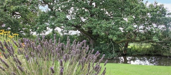 Ascot