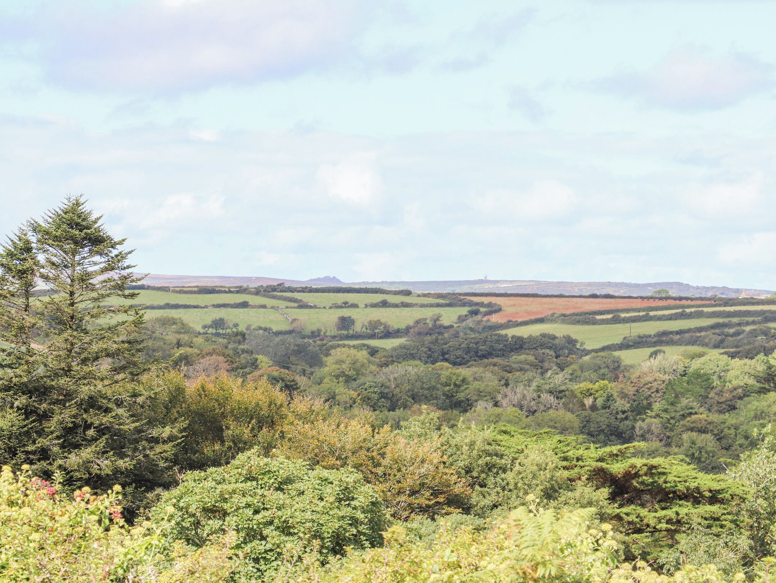 A landscape view with rolling hills, a prominent coniferous tree, and distant buildings.