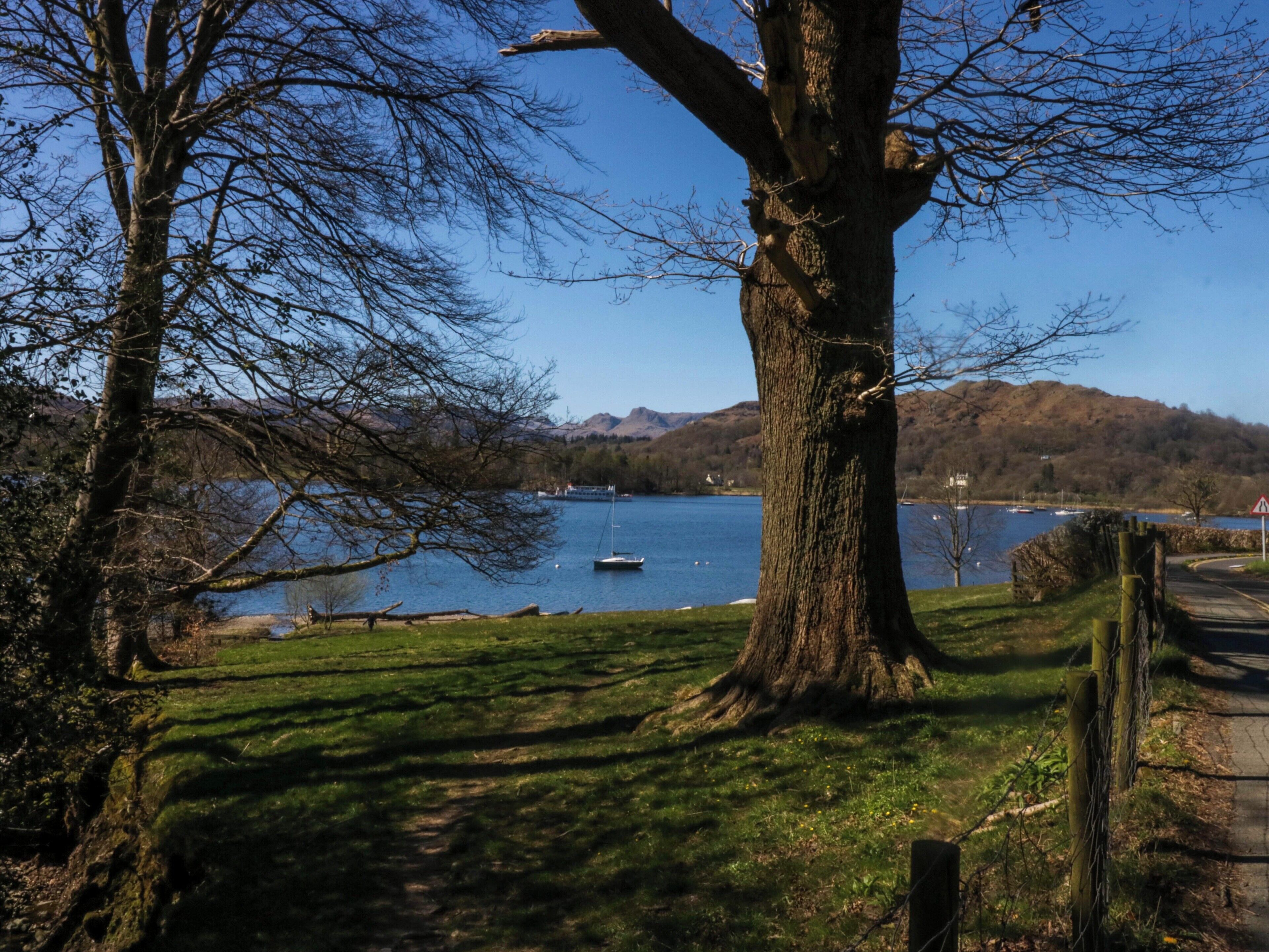 A large tree in a park with a lake and boats in the background.