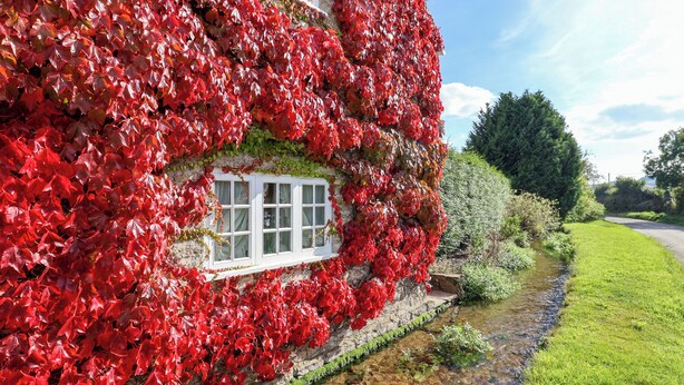 A building covered with red foliage, a clear stream, and a grassy area. - The Cheesehouse (Dorchester)