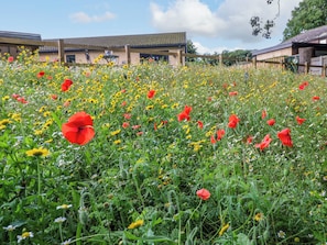 A field of poppies with a building in the background. - The Nest (Carlisle)