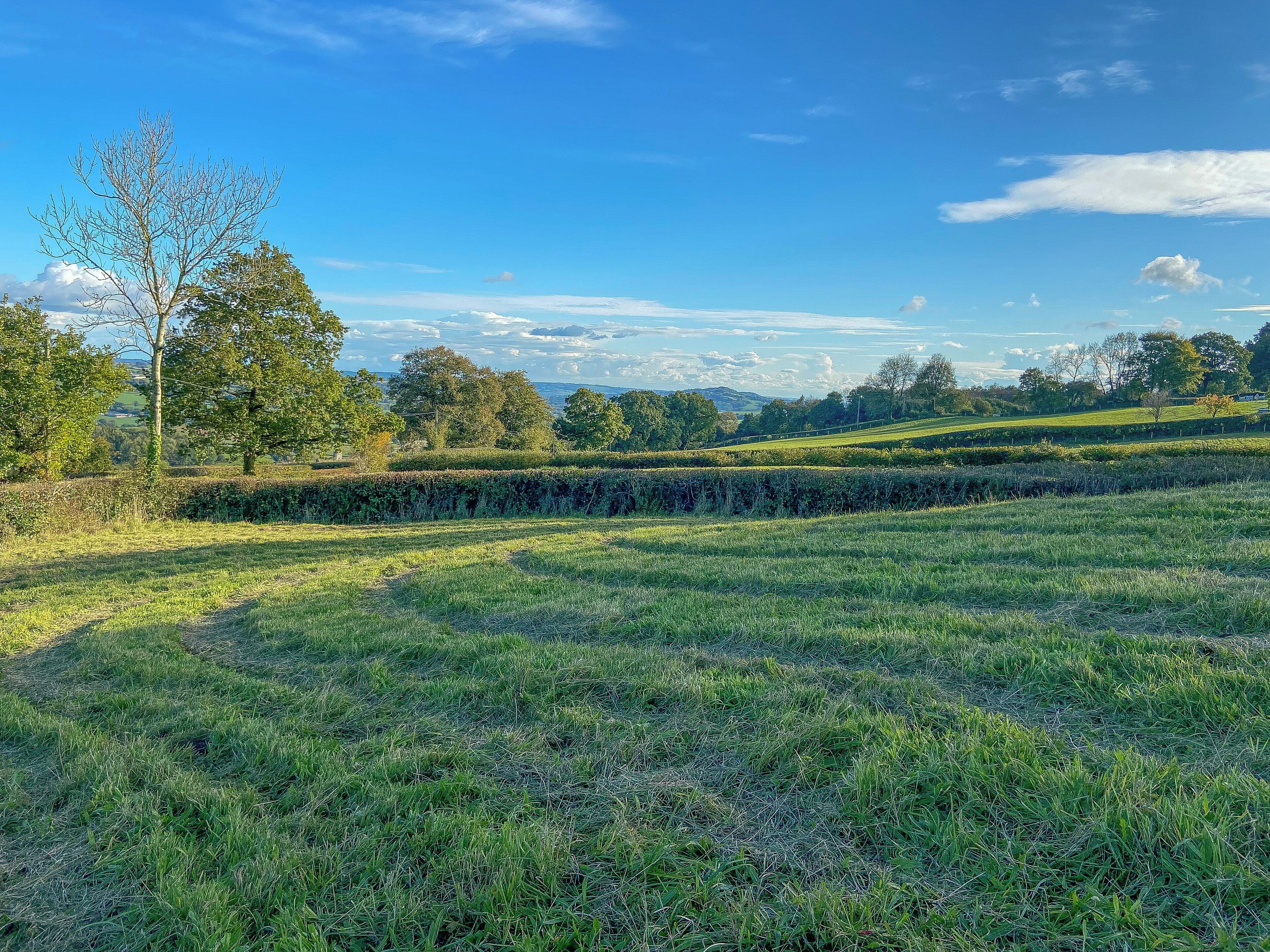 A grassy field with a stone wall and trees.