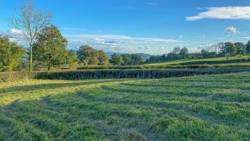 A grassy field with a stone wall and trees.