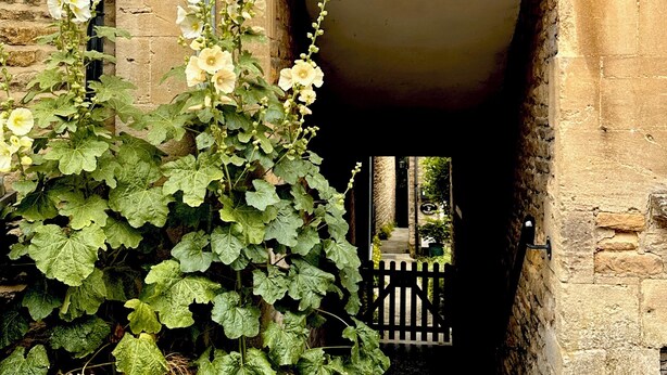 Entrada de un edificio de piedra con un portón, una planta en maceta con hojas verdes y flores blancas, y un sendero que conduce al edificio.