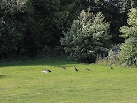 Un campo cubierto de hierba con varias aves, rodeado de árboles frondosos.