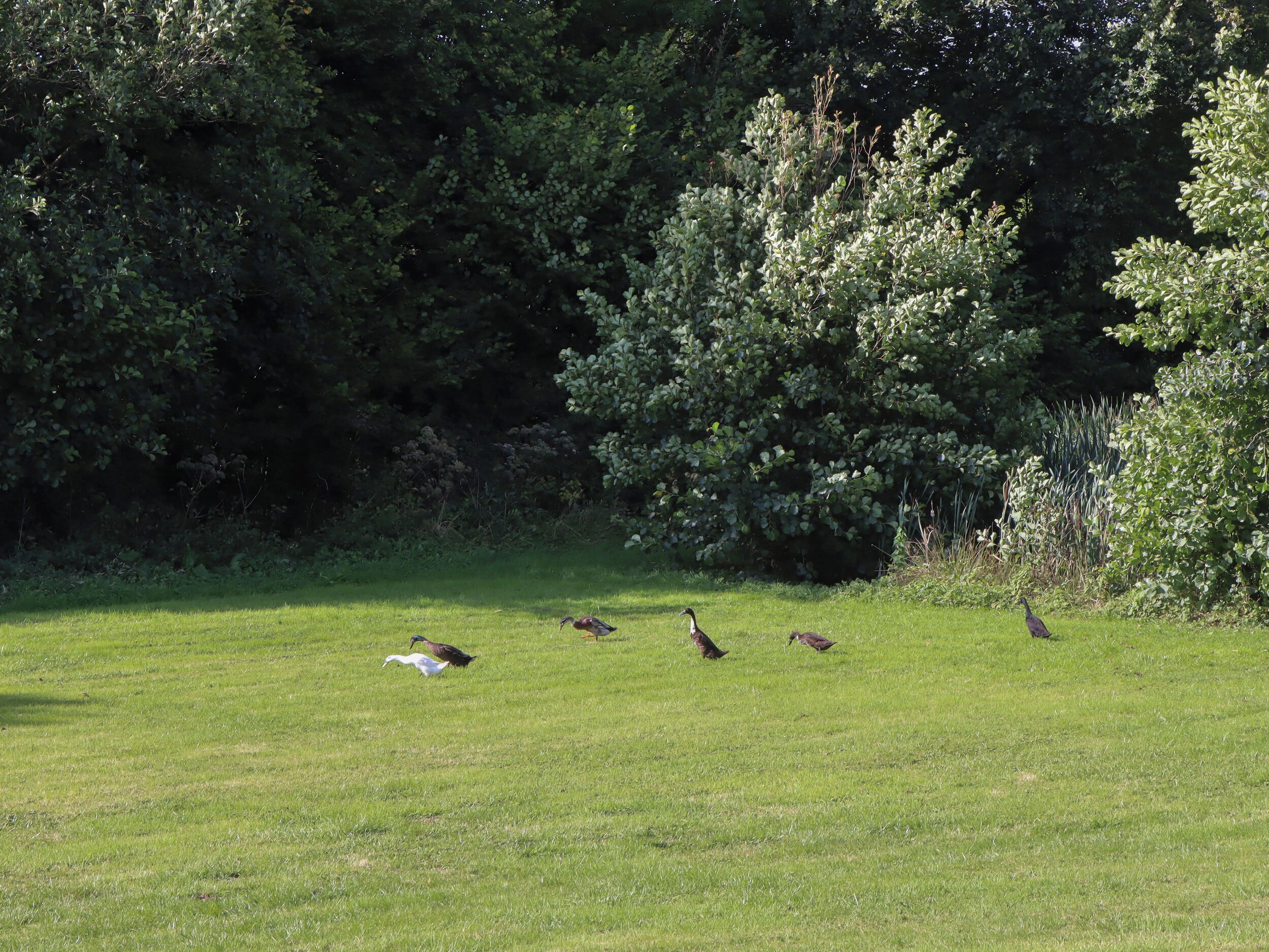 A grassy field with several birds, surrounded by dense trees.