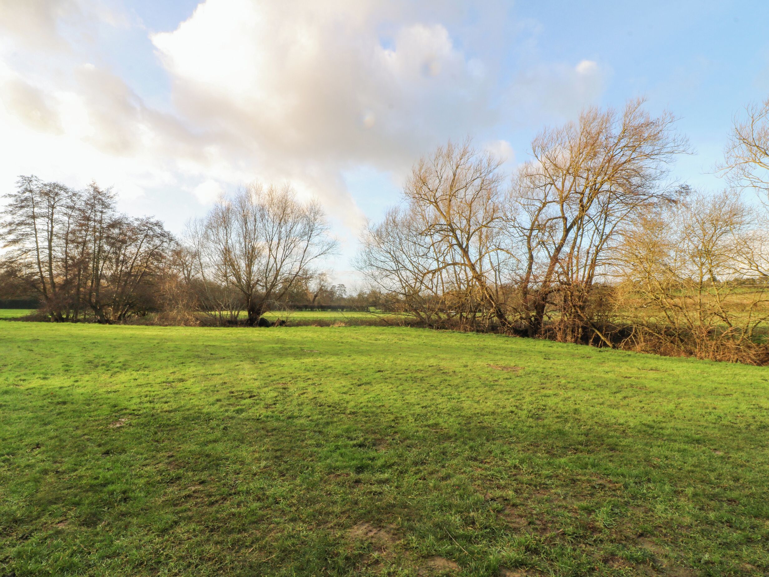 A grassy field with leafless trees and a partly cloudy sky.