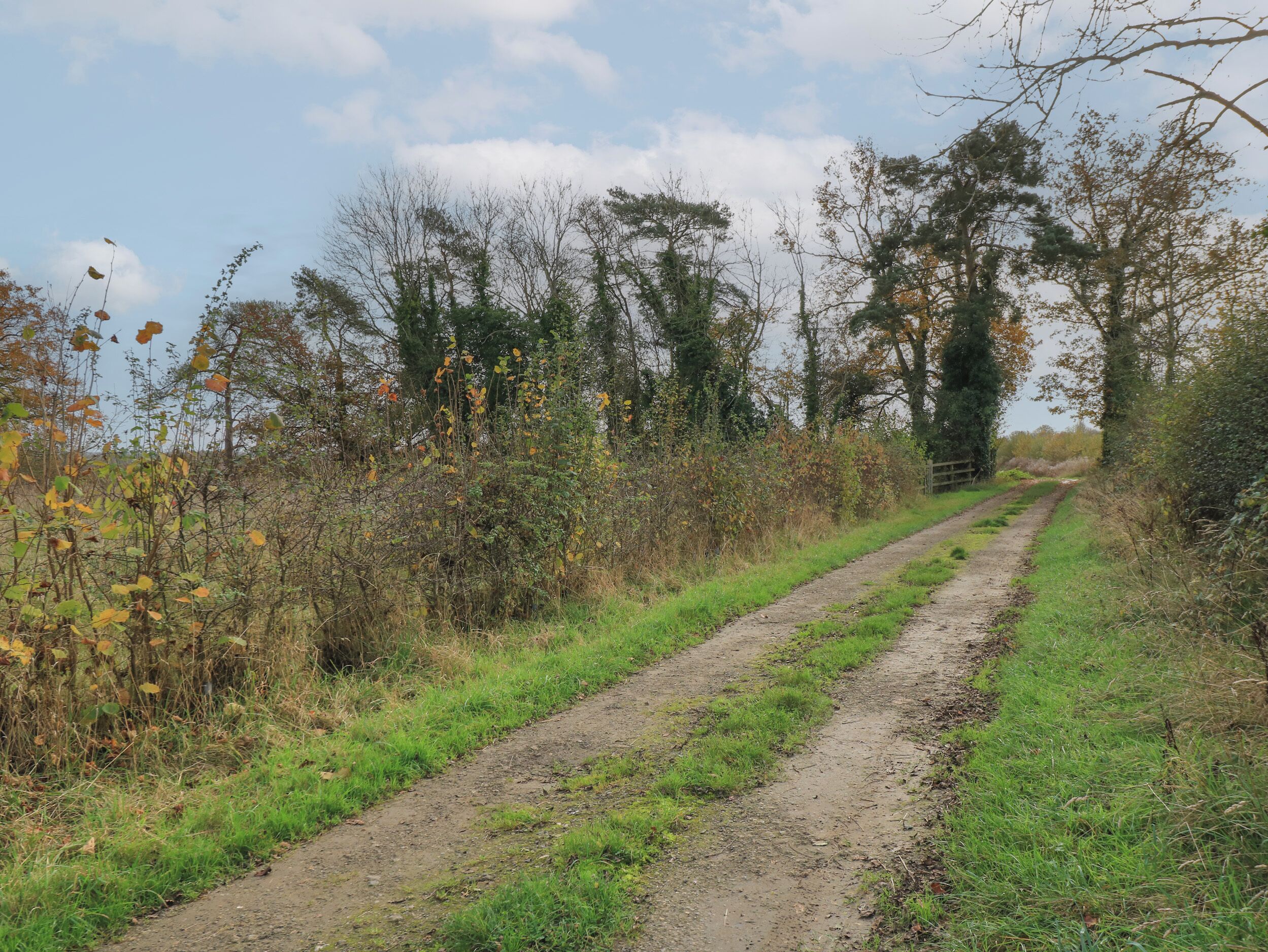 A rural dirt road flanked by dense vegetation and trees.