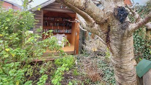 Een houten constructie met een boekenplank vol boeken, omgeven door groen en een boom.
