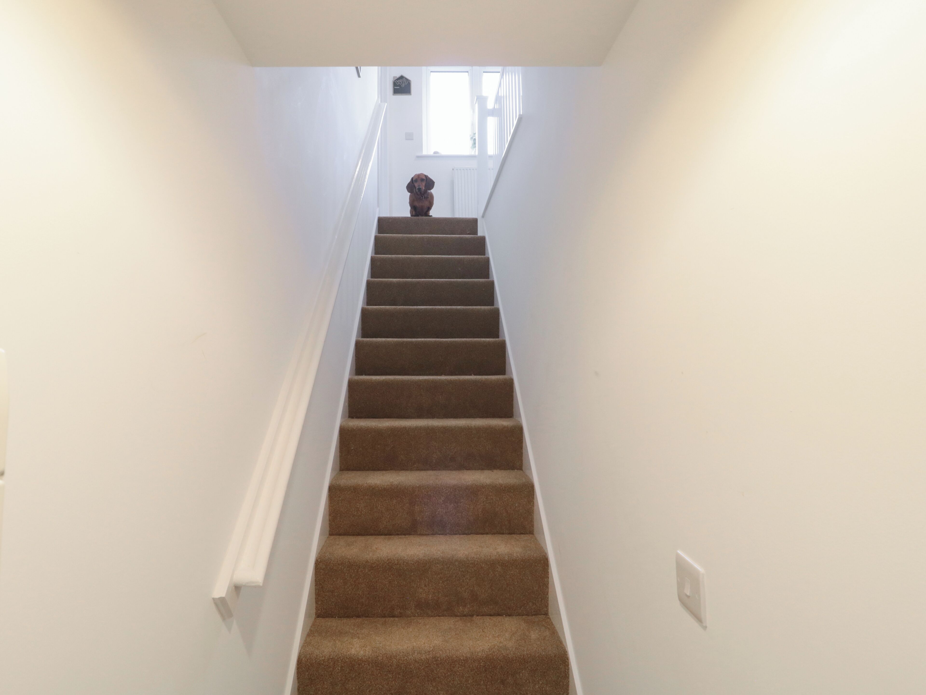 A carpeted staircase in a hallway with white walls and a window at the top.