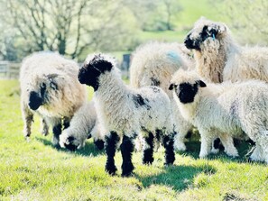 Cottage | Miscellaneous - Pastures Barn (Leek)